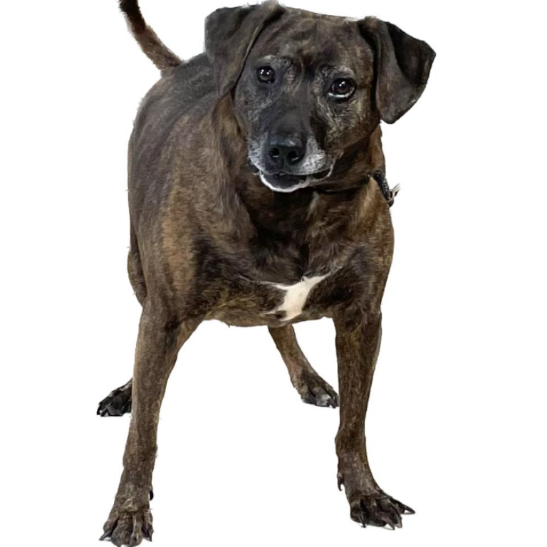Shelter Dog – Athena