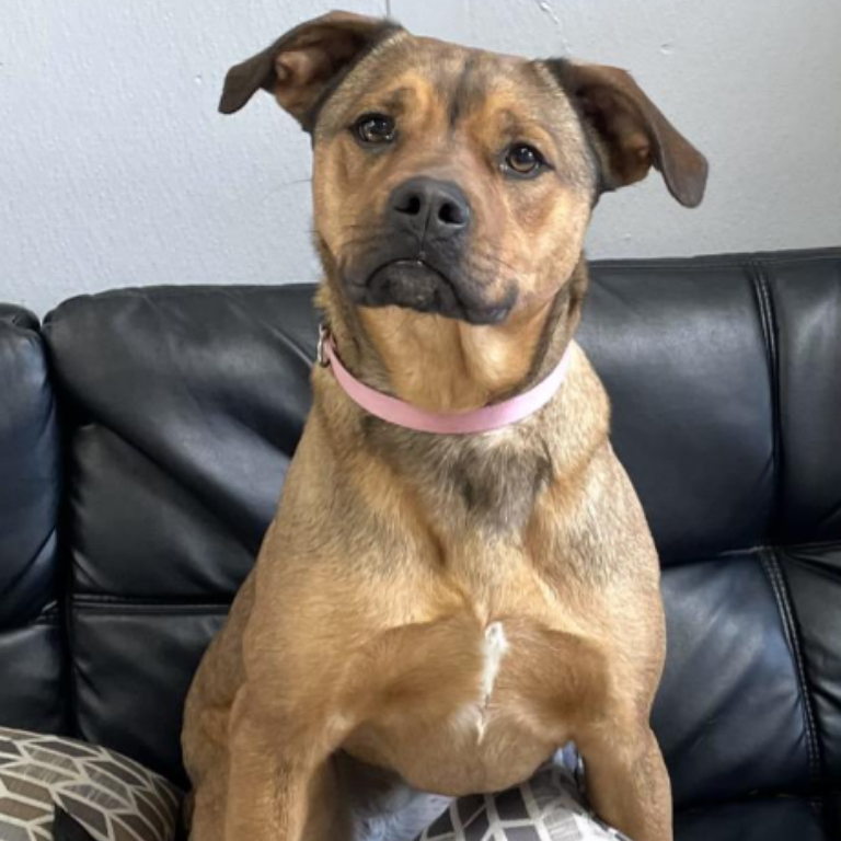 Shelter Dog – Charlotte
