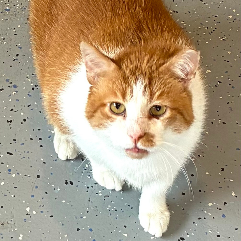 Shelter Cat – Cream