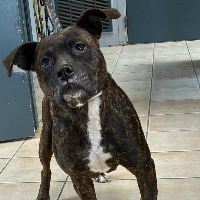 Shelter Dog – Hazel