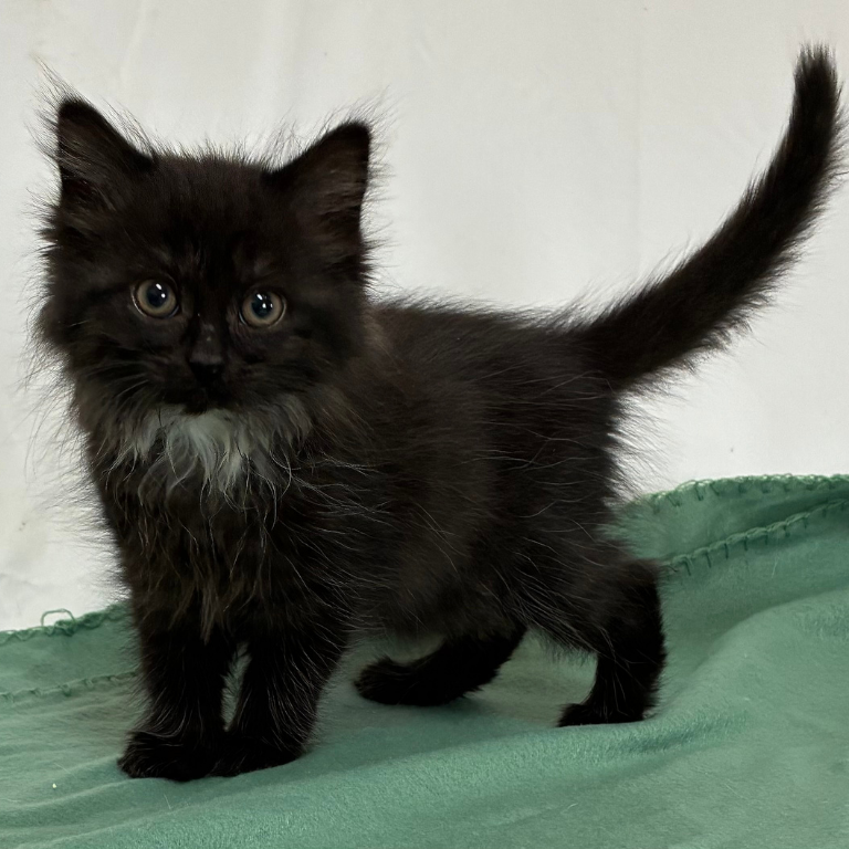 Shelter Kitten – Lydia