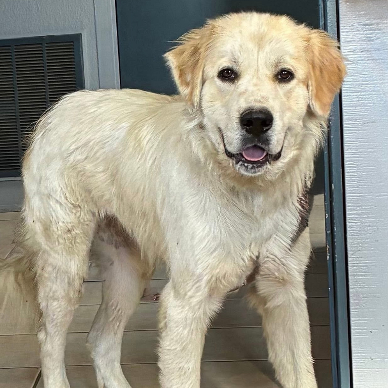 Shelter Pup – Libby