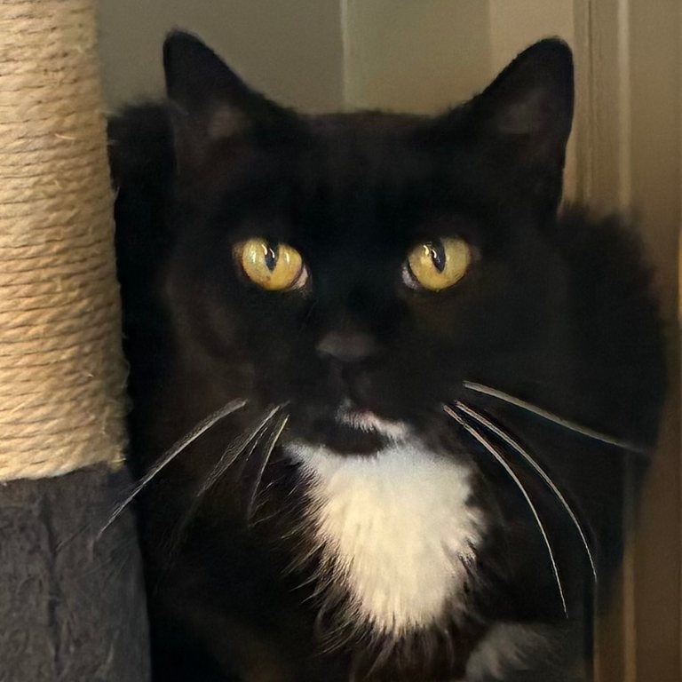 Shelter Cat – Boots