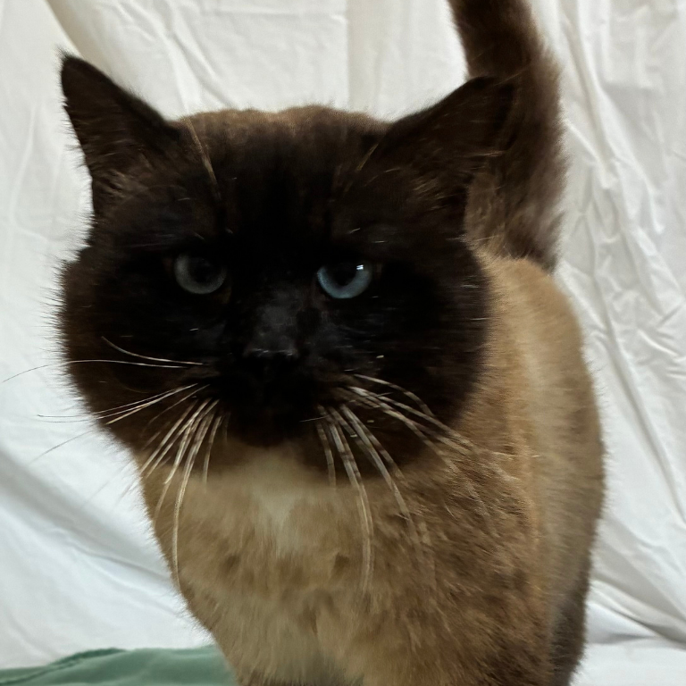 Shelter Cat – Fudge