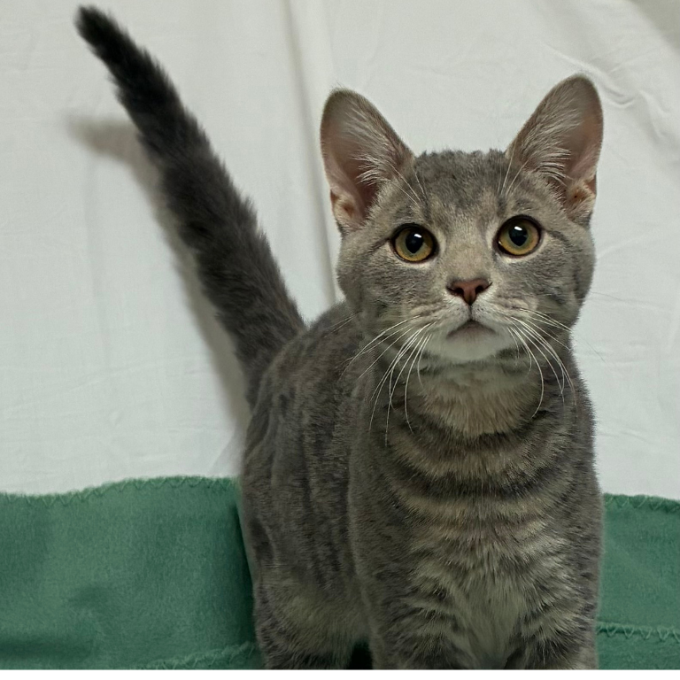 Shelter Kitten – Squirrel