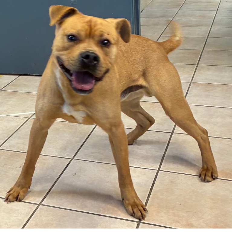 Shelter Dog – Arnold