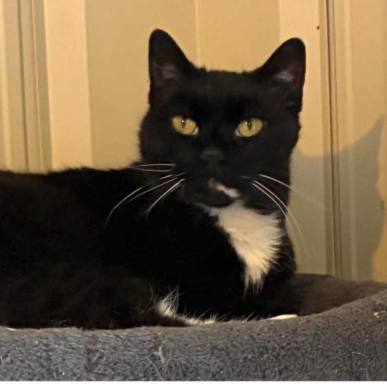 Shelter Cat – Boots – Part 3