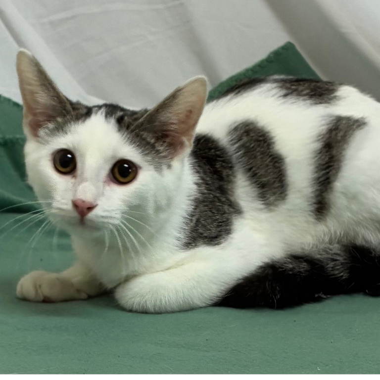 Shelter Kitten – Igor