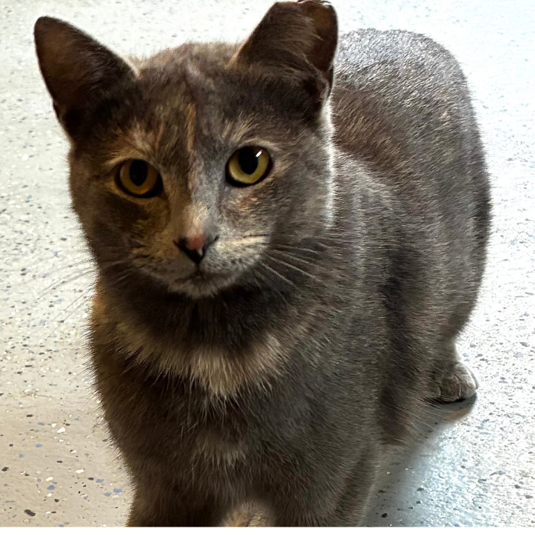 Shelter Cat – Rose Bud