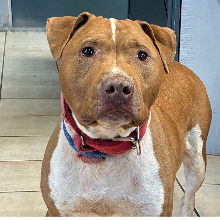 Shelter Dog – Rufus