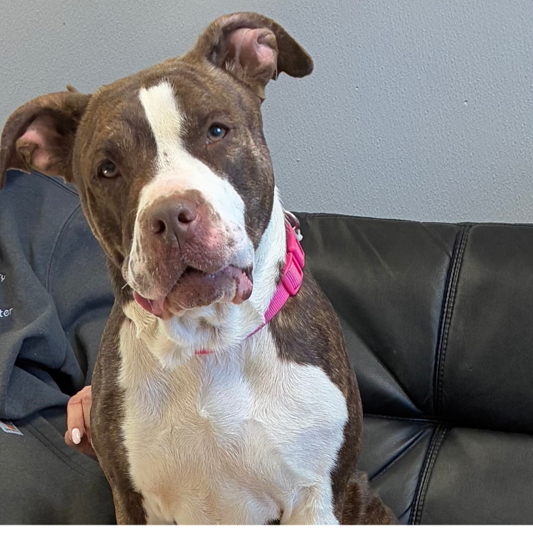 Shelter Dog – Ember – Part 2