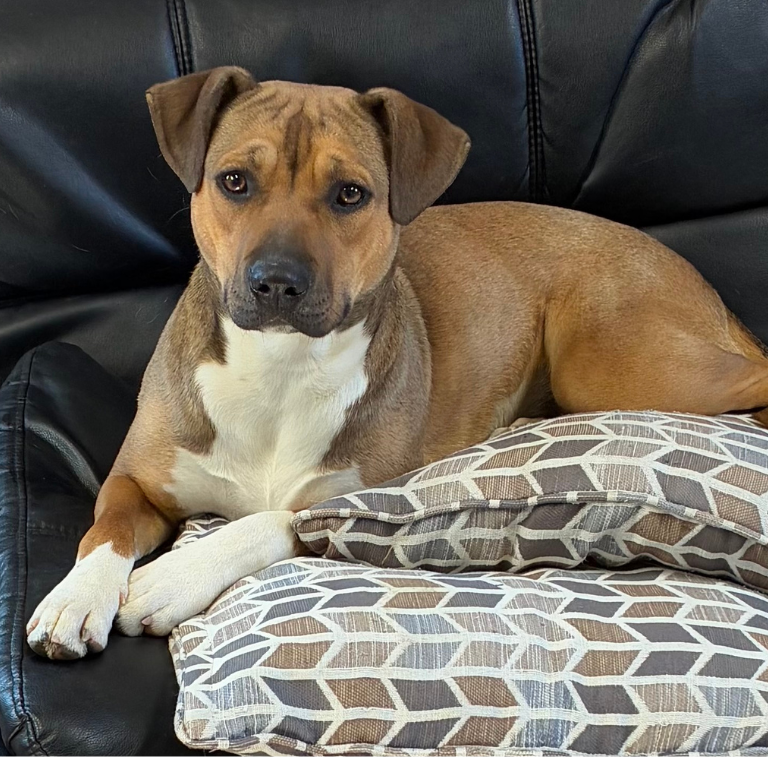 Shelter Pup – Penny