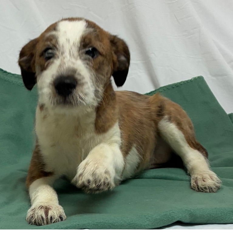 Shelter Puppy – Sally