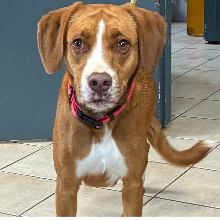 Shelter Dog – Roxy