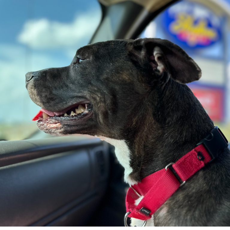 Shelter Foster Pup – Warsaw