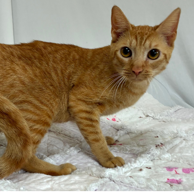 Shelter Kitten – Butterbean