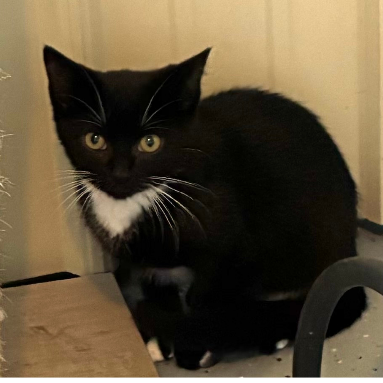 Shelter Kitten – Pepe