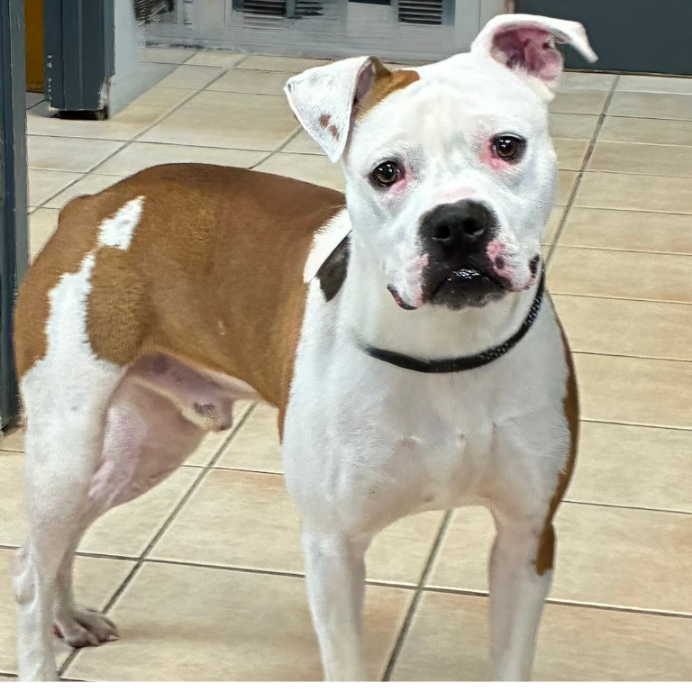 Shelter Pup – Jax