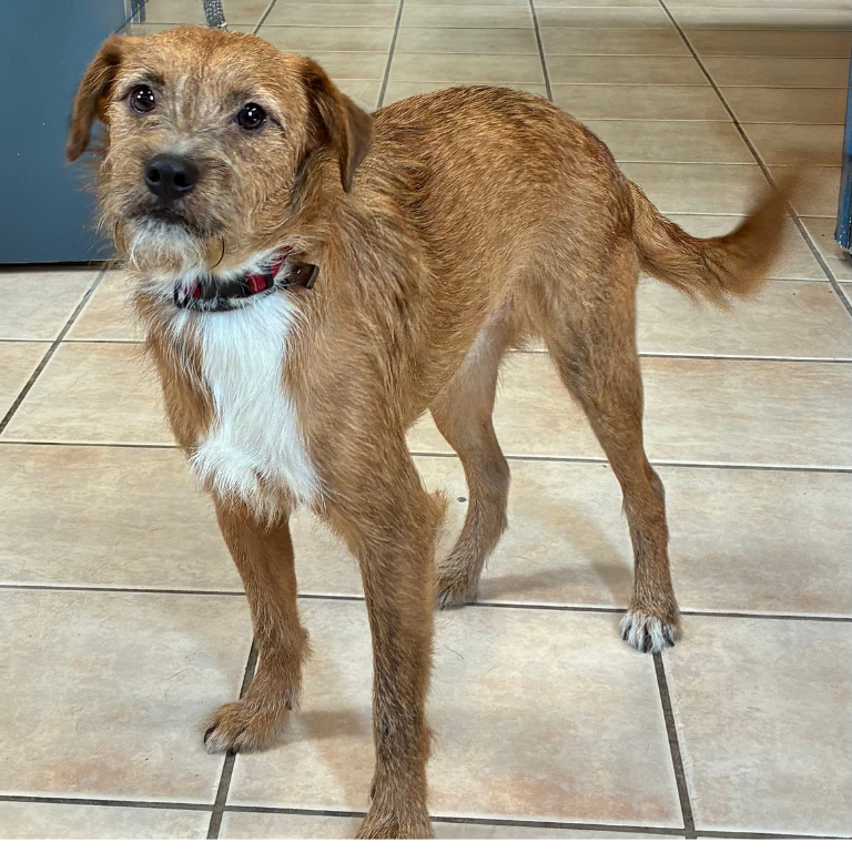 Shelter Pup – Puff Ball
