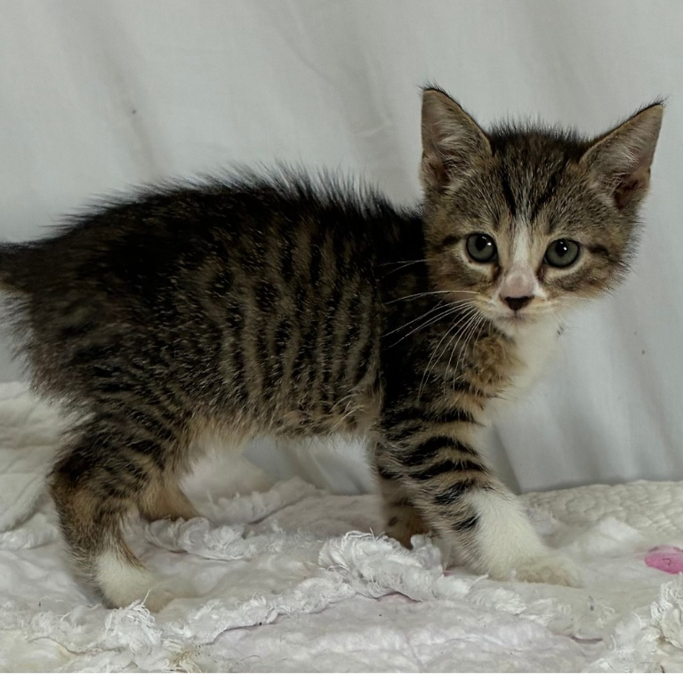 Shelter Cat – Felix