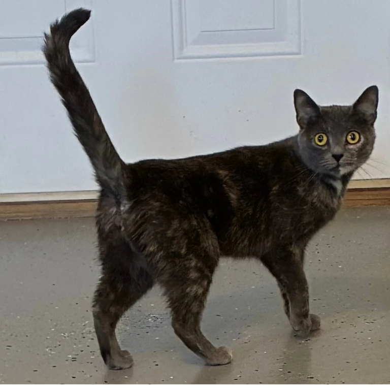 Shelter Cat – Karma